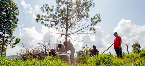 Five people in the field next to some pine trees.